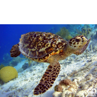 گونه لاکپشت پوزه عقابی Hawksbill Turtle